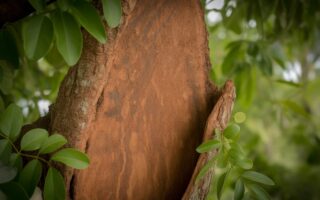 Casca de jatobá em destaque em um ambiente natural com folhas verdes ao redor.